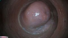 Pussy Cam [3 aprile 2020] - screenshot from the video #7